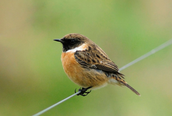 Stonechat